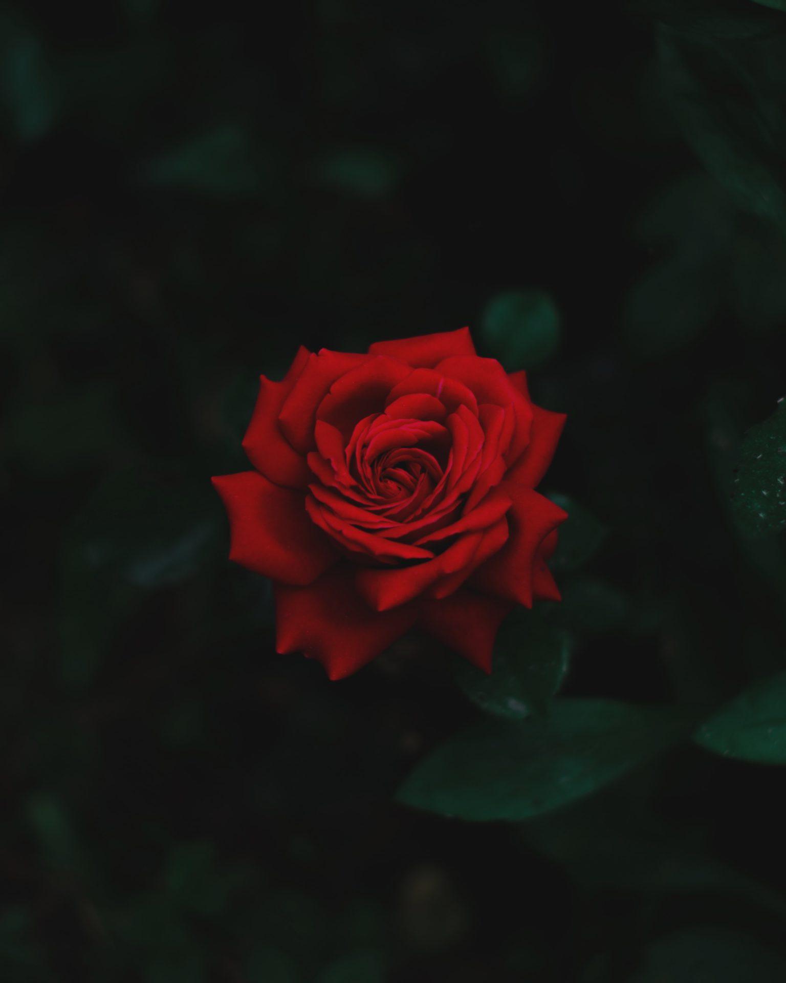 aleksandar-kyng-WWRL3ZGECX8-unsplash.jpg